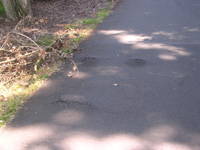 Tree roots can cause bumps in the pavement.